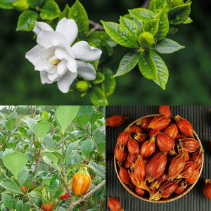 Quả Dành Dành 500g