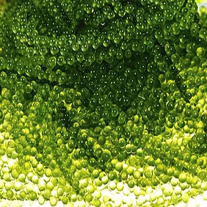 Rong Nho Tươi Green Food 100g