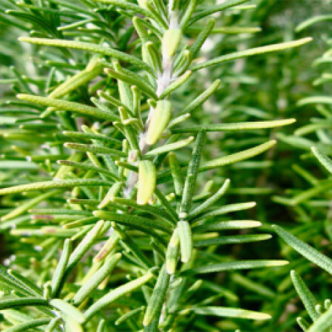 Lá hương thảo Rosemary sấy khô