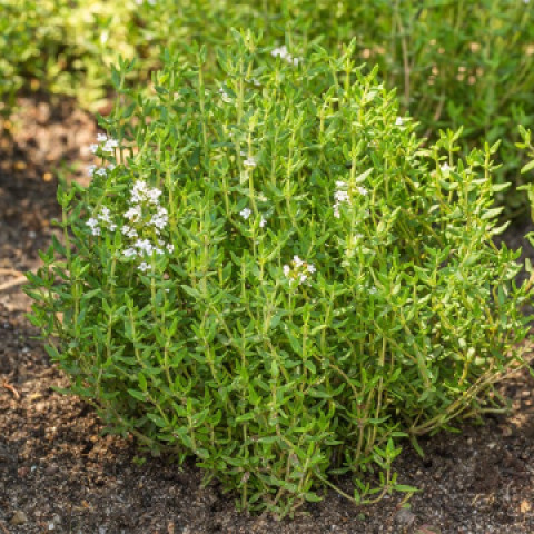 Xạ hương sấy khô Dried Thyme