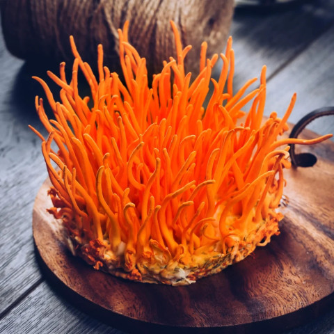 Hoa đông trùng hạ thảo khô