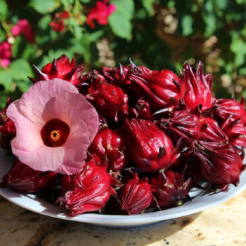 Hoa Atiso đỏ khô Dried Hibiscus 