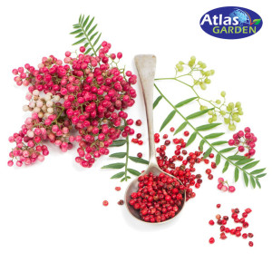 Hạt Tiêu Hồng Atlas Pink Peppercorn 90gr