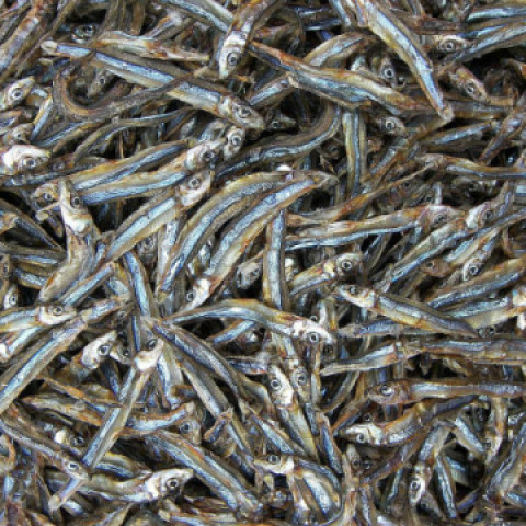Cá cơm đen khô