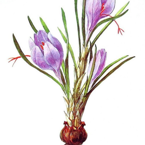 Nhụy hoa nghệ tây 1g