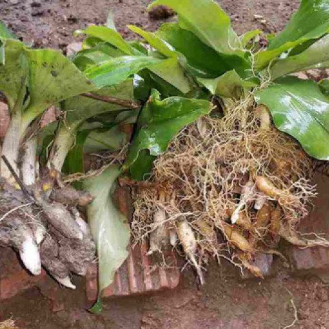 Bột Sa Cương - Thiền Liền - 500g