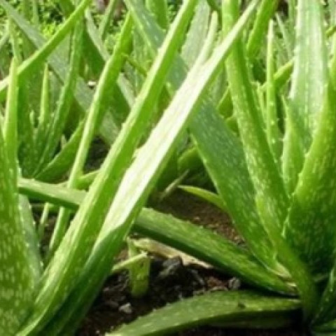 Thạch nha đam 1kg