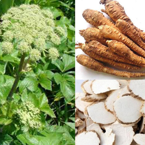 Bạch chỉ khô thái lát