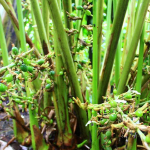 Bạch đậu khấu