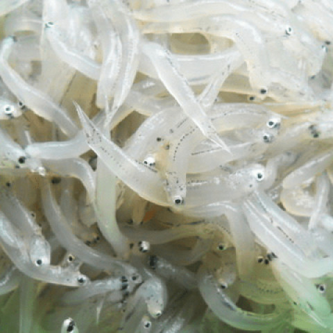 Khô cá cơm trắng