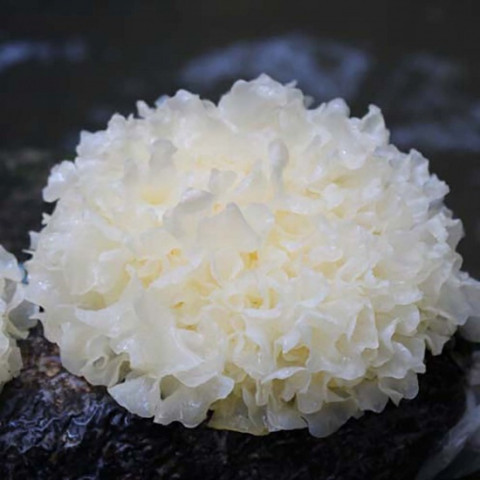 Nấm tuyết