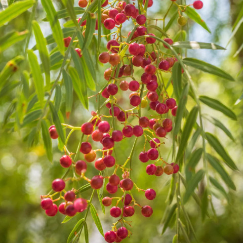 Hạt tiêu đỏ Pink Peppercorn