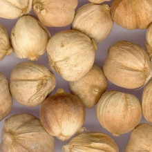 Bạch đậu khấu