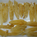  1459_BongCa.jpg